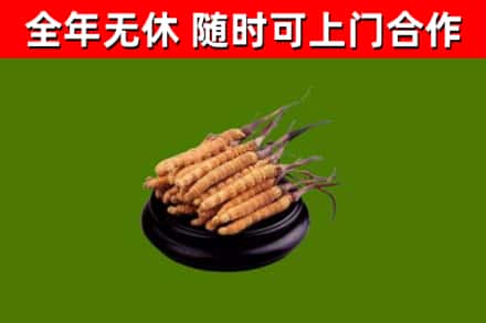 义马市回收冬虫夏草