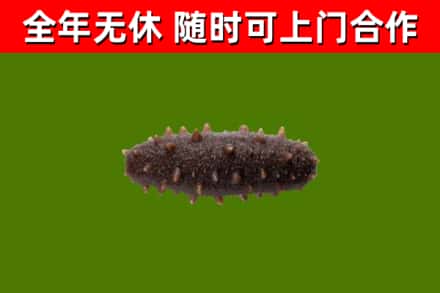 义马市回收海参干